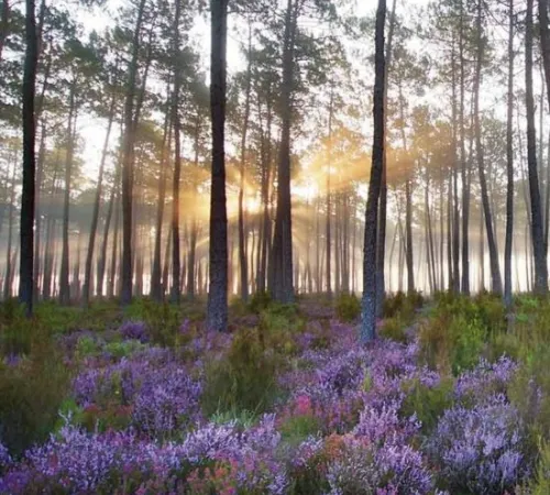 Balade en forêt