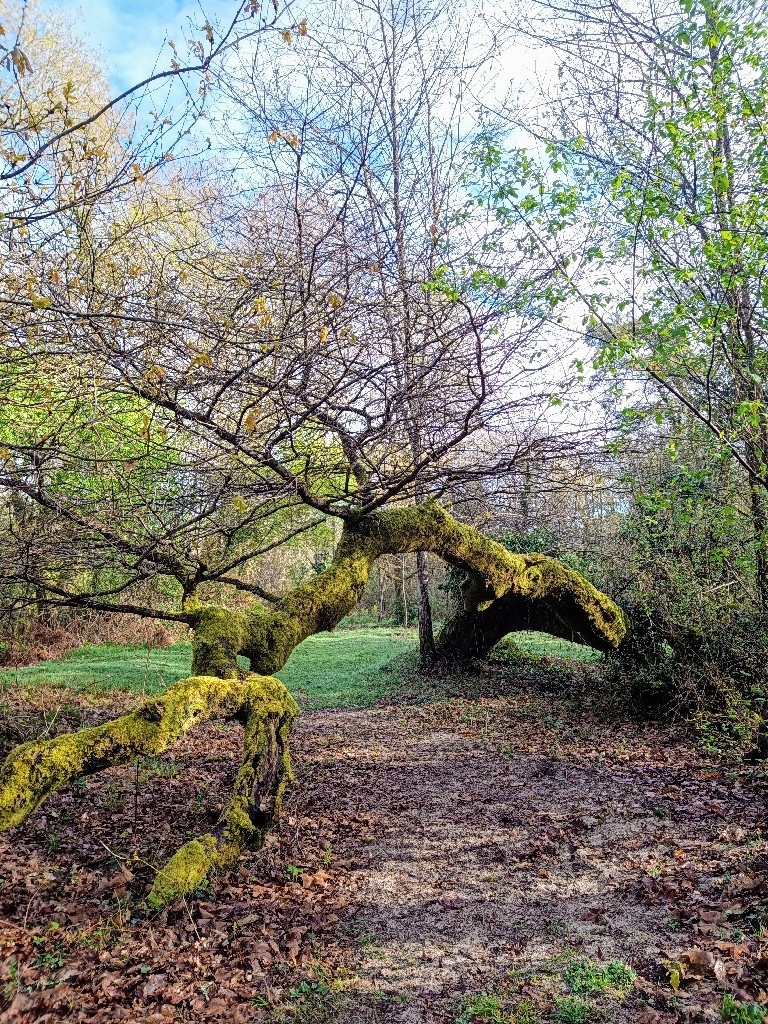 Balade découverte de la forêt galerie du senti ...