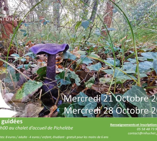 Partez à la découverte de la Réserve Naturelle du Courant d'Huchet