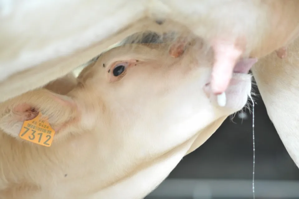 Ferme de Parlariou