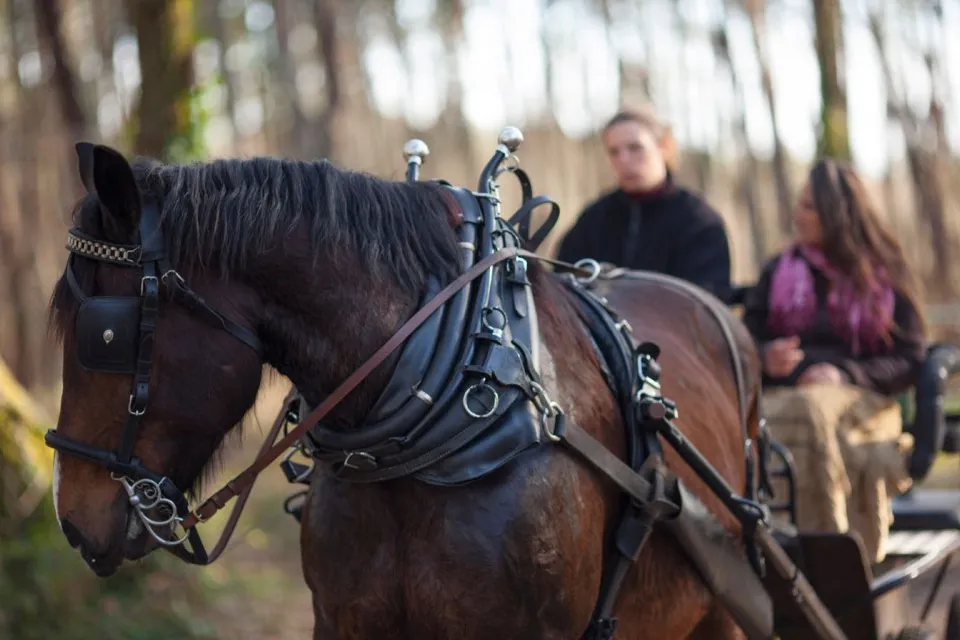 Les Landes en Calèche