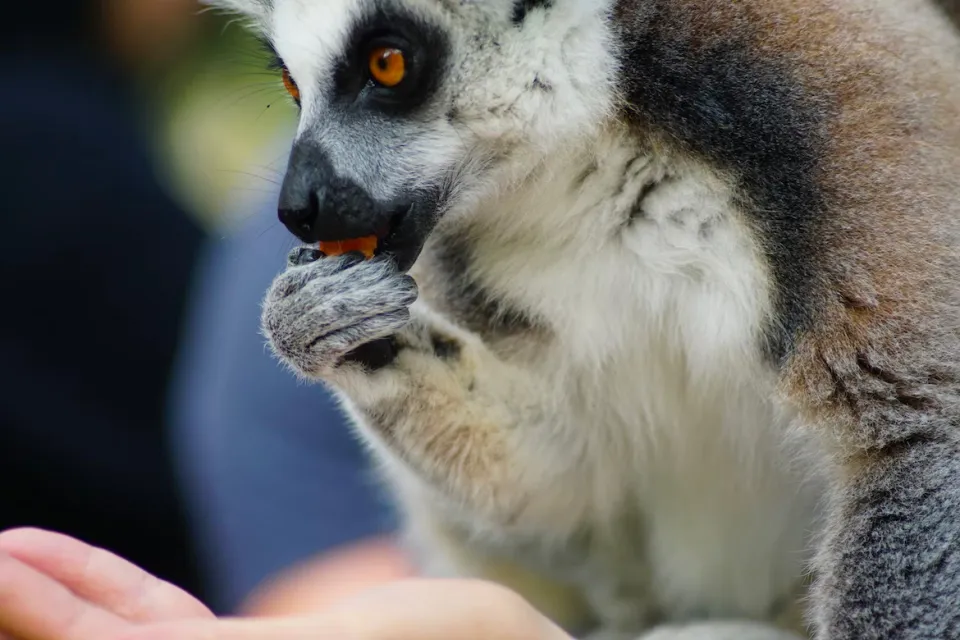 Labenne Zoo