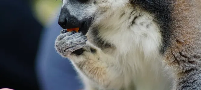 Zoo de Labenne