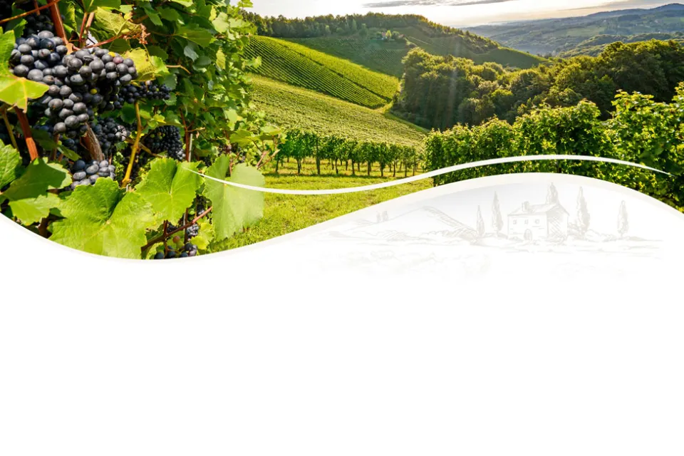 Paguy - Domain in Armagnac