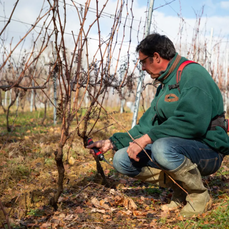 Vignobles Dulucq