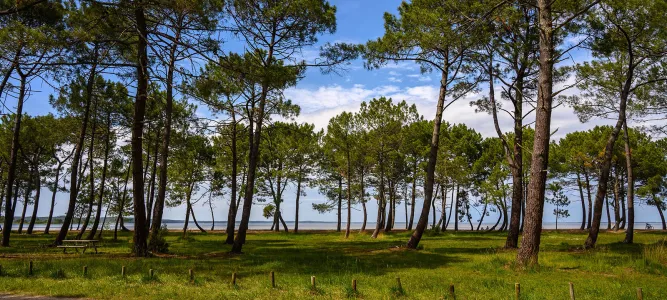 Plages du Lac de Sanguinet