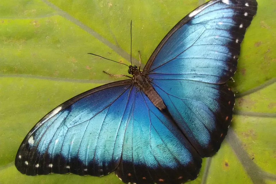 Au Paradis du Papillon