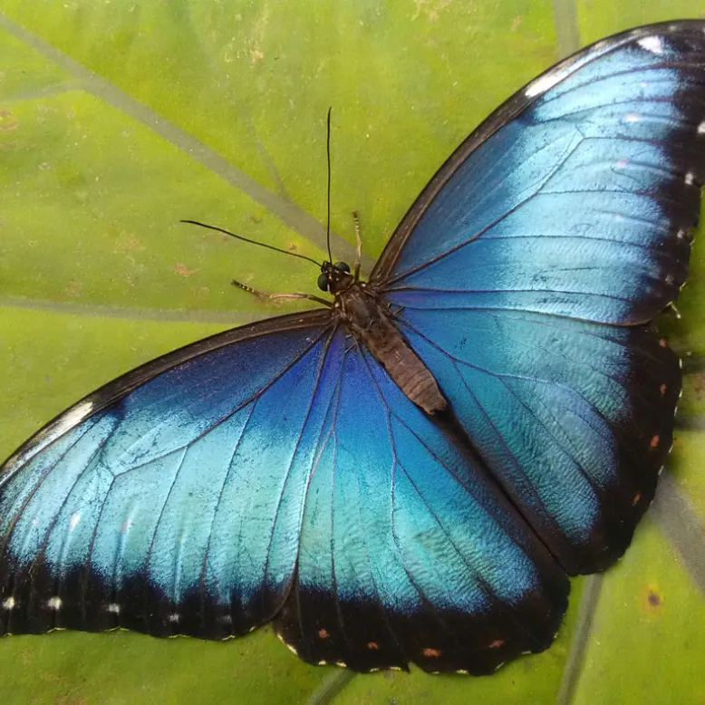 Au Paradis du Papillon