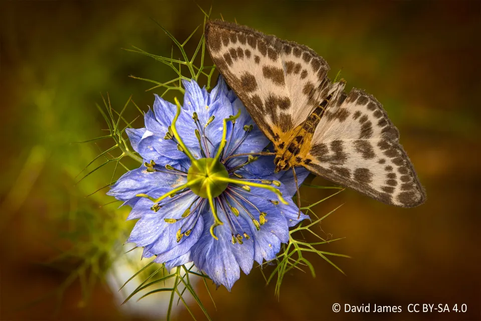 Les Jardins de Nigelle