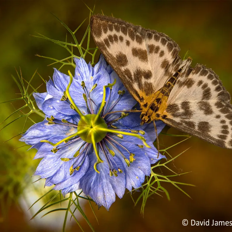 Les Jardins de Nigelle