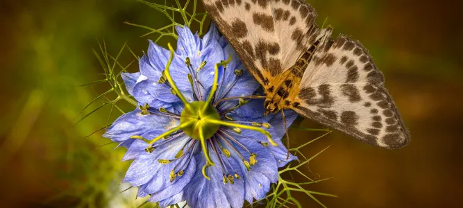 Les Jardins de Nigelle