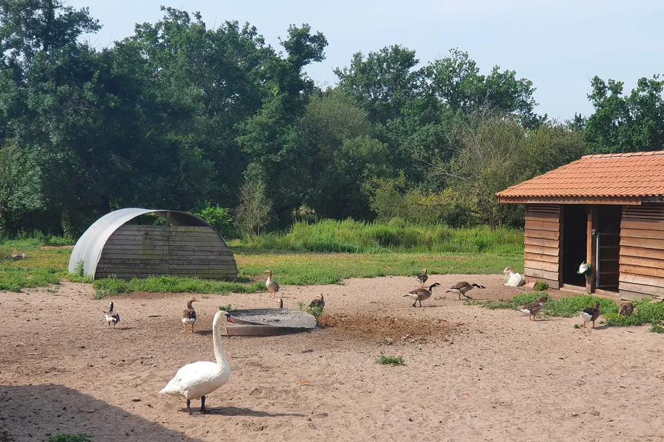 Balade libre à la ferme entre potager et anima ...