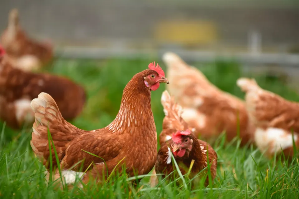 Puyobrau Poultry Conservatory