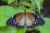 Paradis du Papillon © Cethosia biblis - subhendukhan CC BY SA 4.0