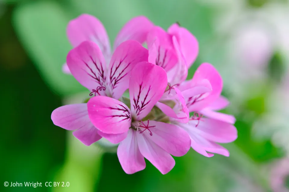 Planète Pélargonium