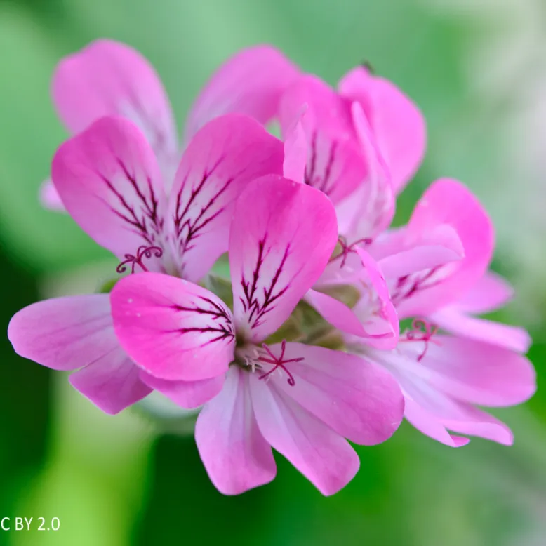 Planète Pélargonium