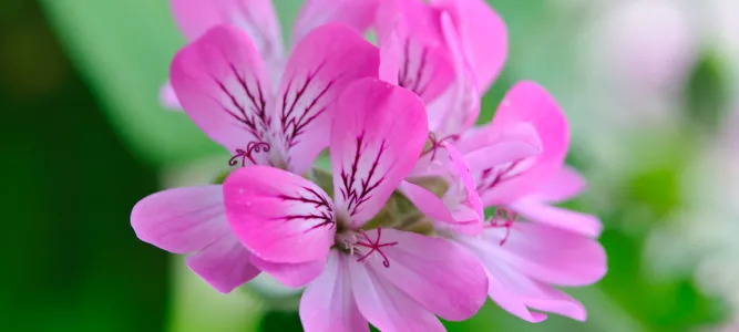 Planète Pélargonium