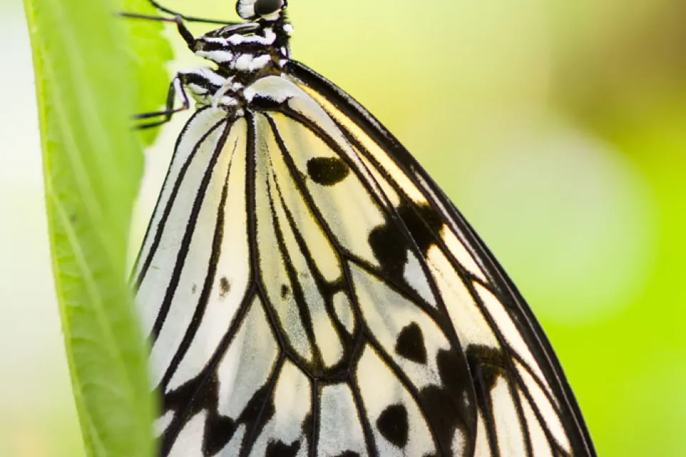 Au Paradis du Papillon