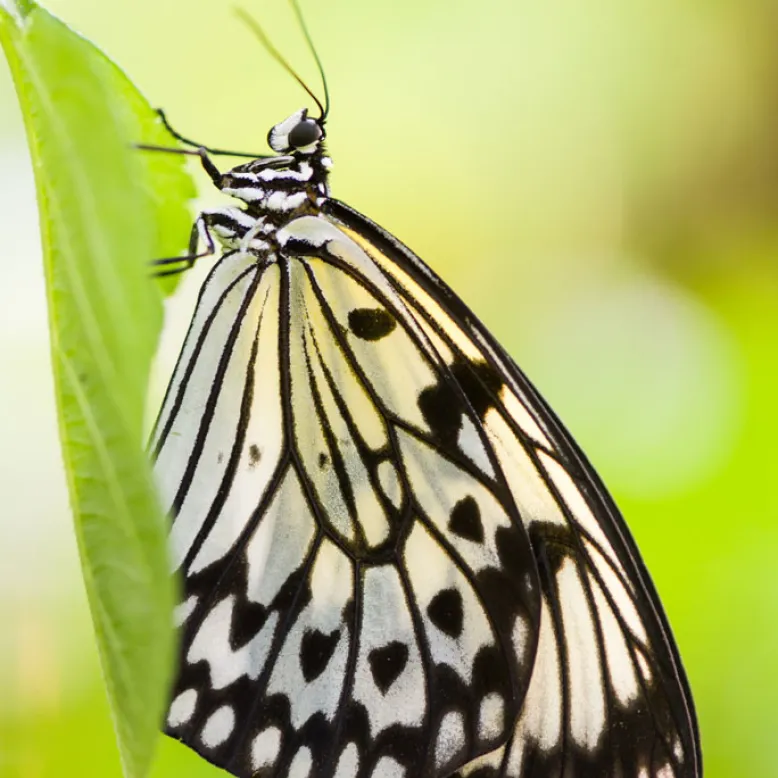 Au Paradis du Papillon