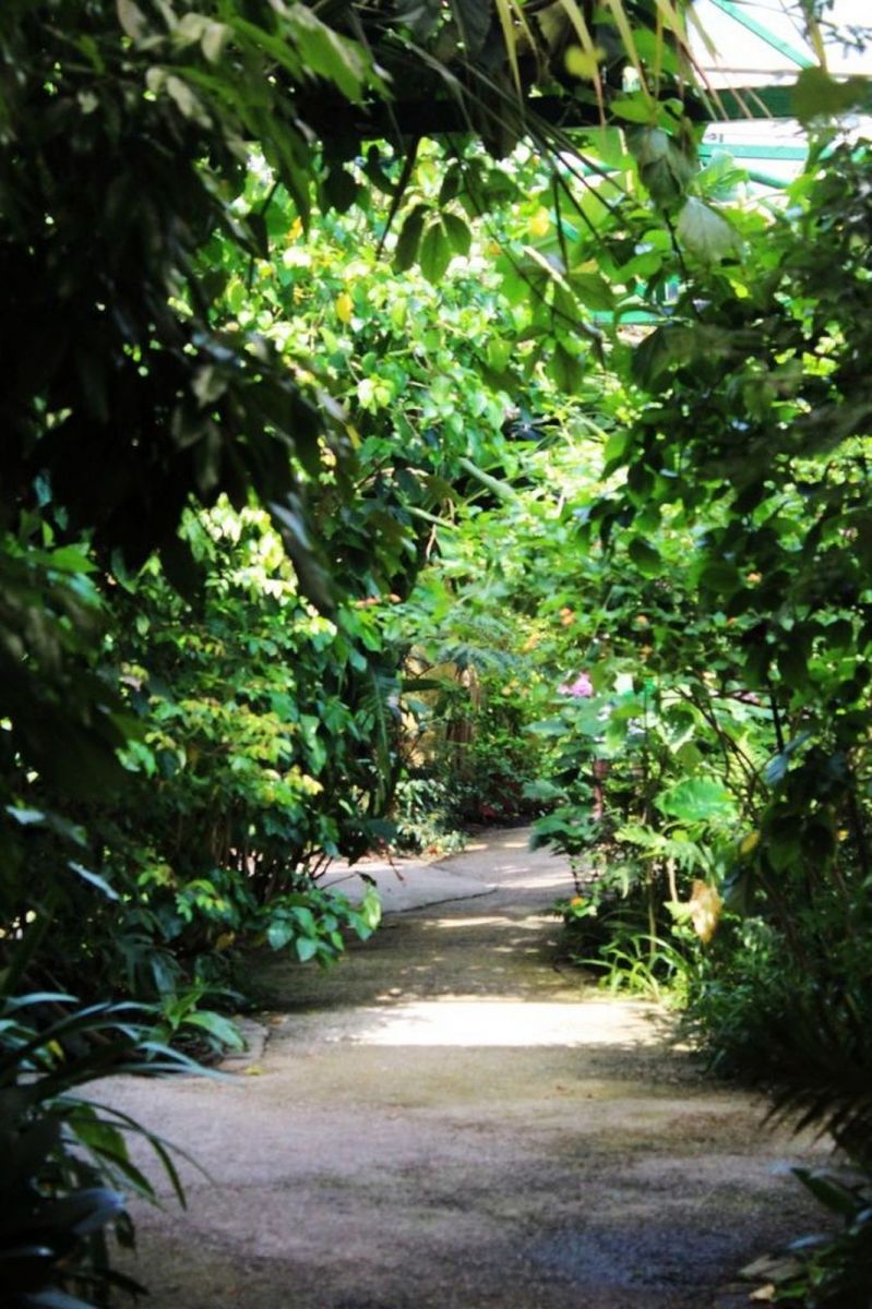 paradis du papillon