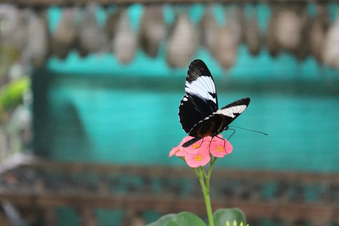 paradis du papillon