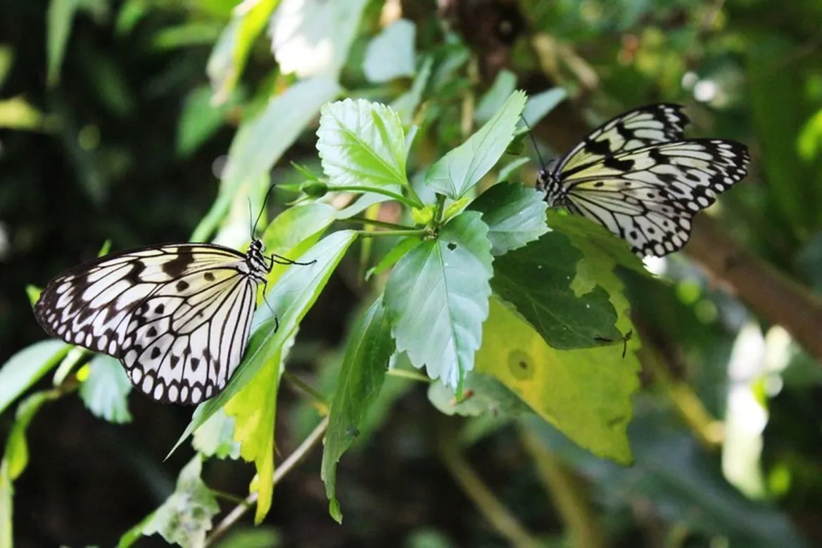 paradis du papillon