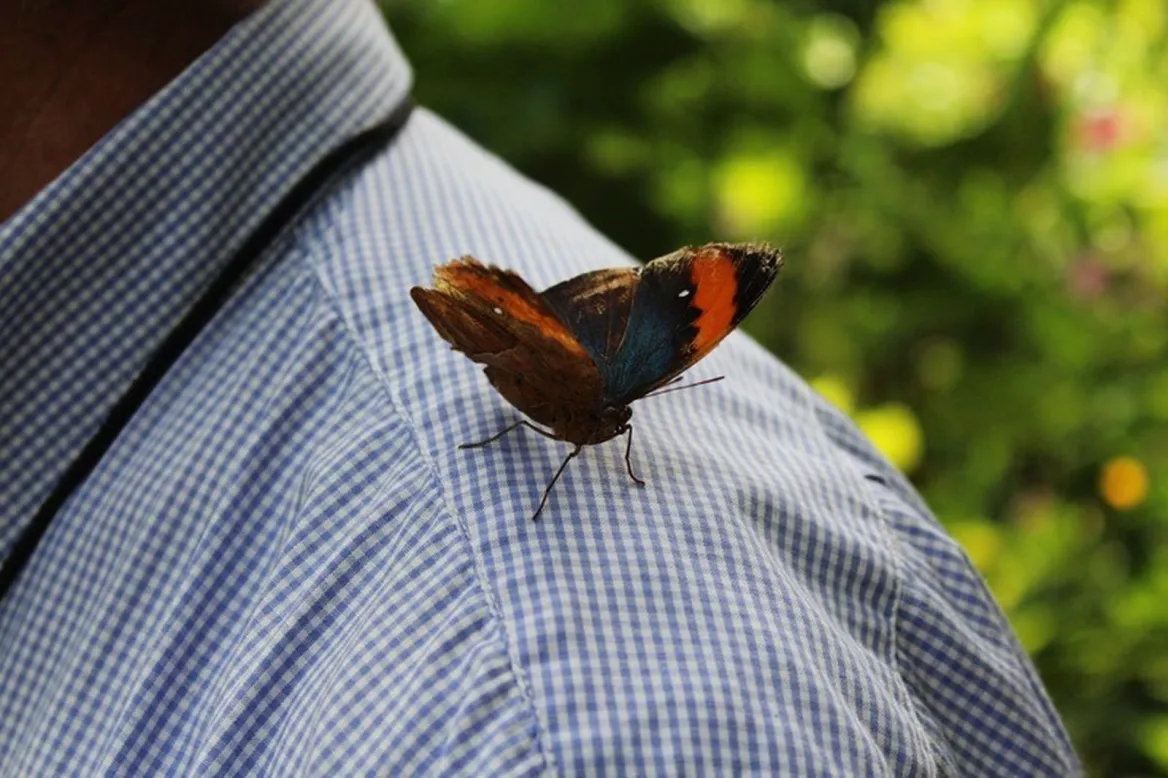 paradis du papillon