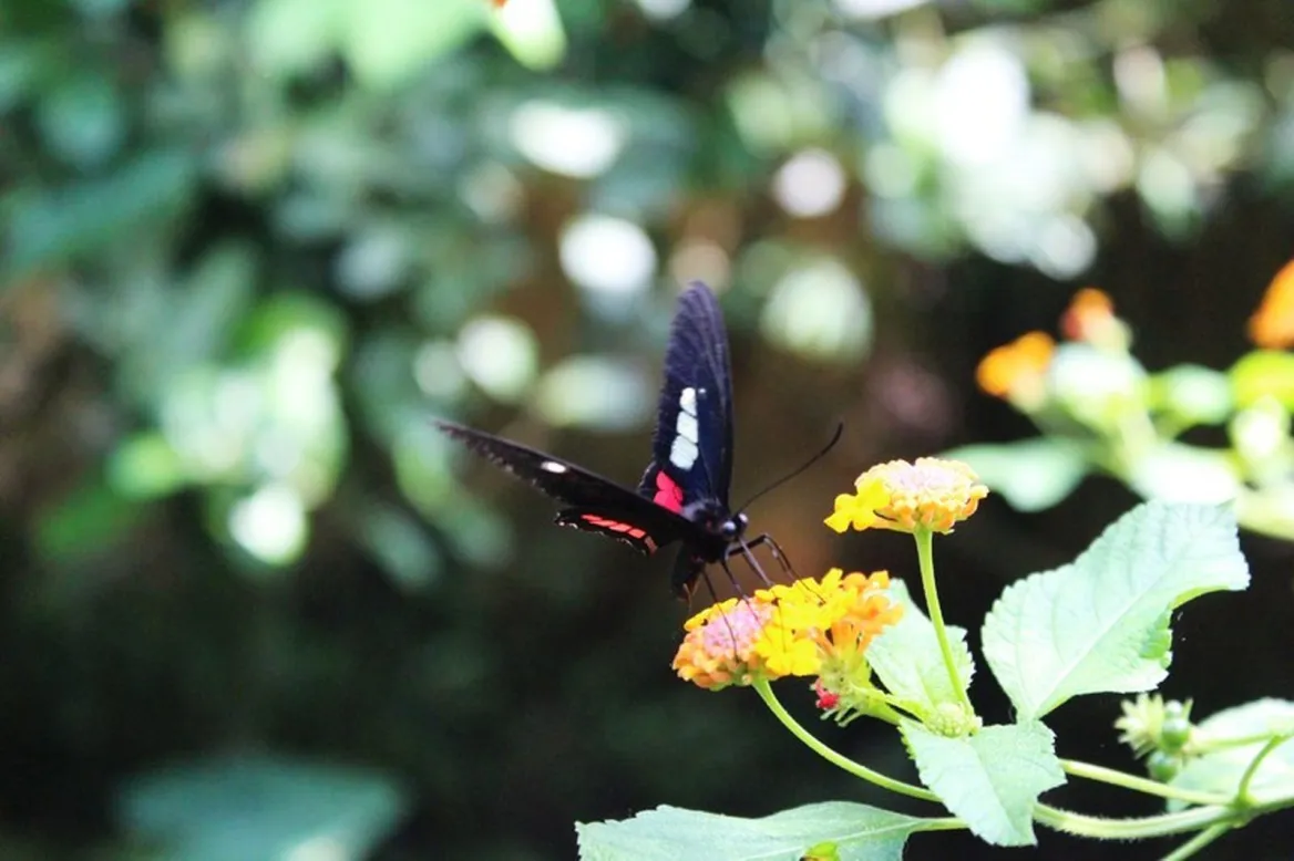 paradis du papillon