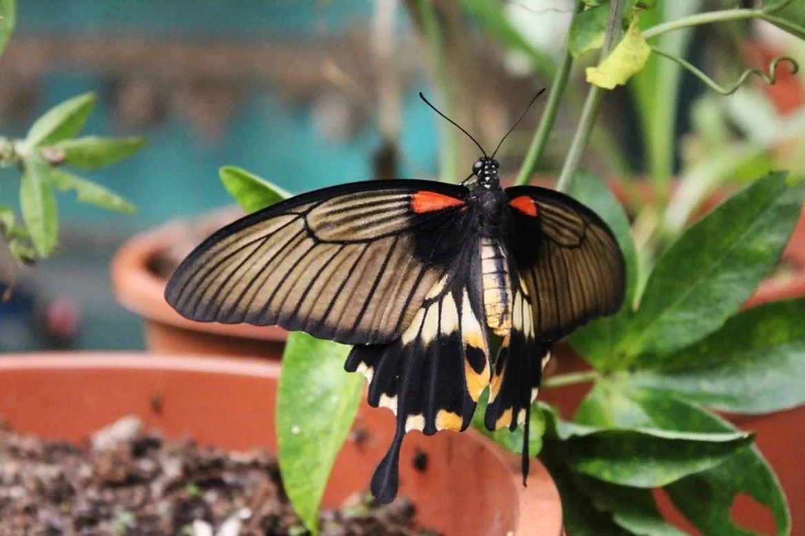 paradis du papillon