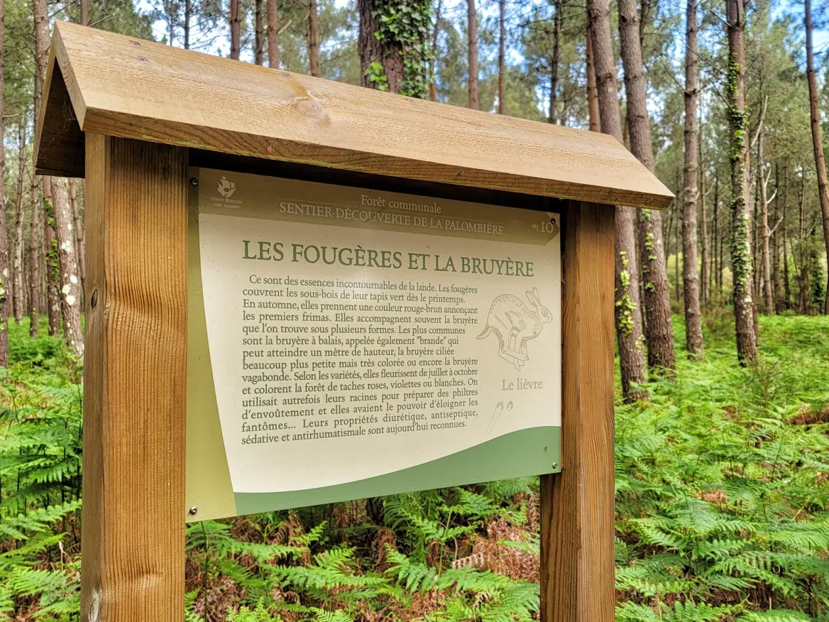 Landes forest in vieux boucau les bains