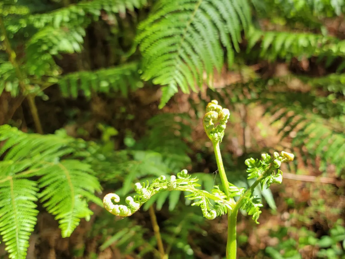 forêt landaise à vieux boucau les bains