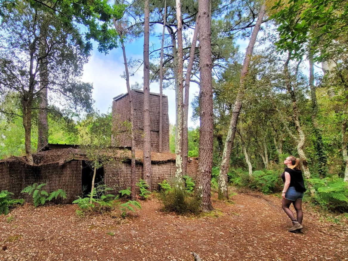 forêt landaise à vieux boucau les bains