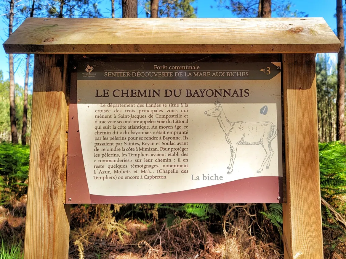 forêt landaise à vieux boucau les bains