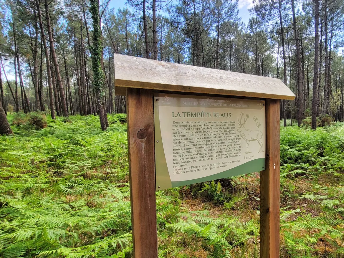 forêt landaise à vieux boucau les bains