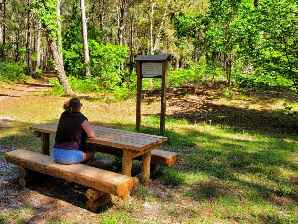 forêt landaise à vieux boucau les bains