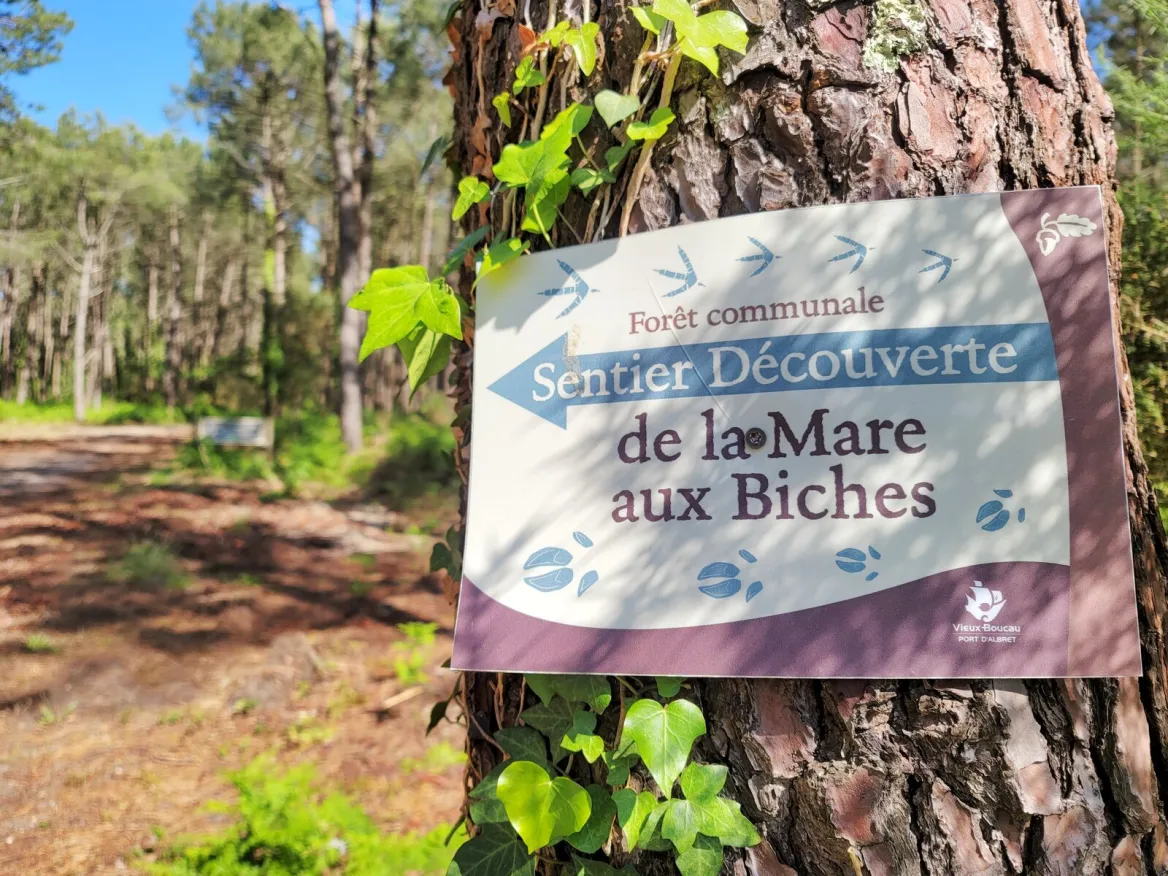 forêt landaise à vieux boucau les bains