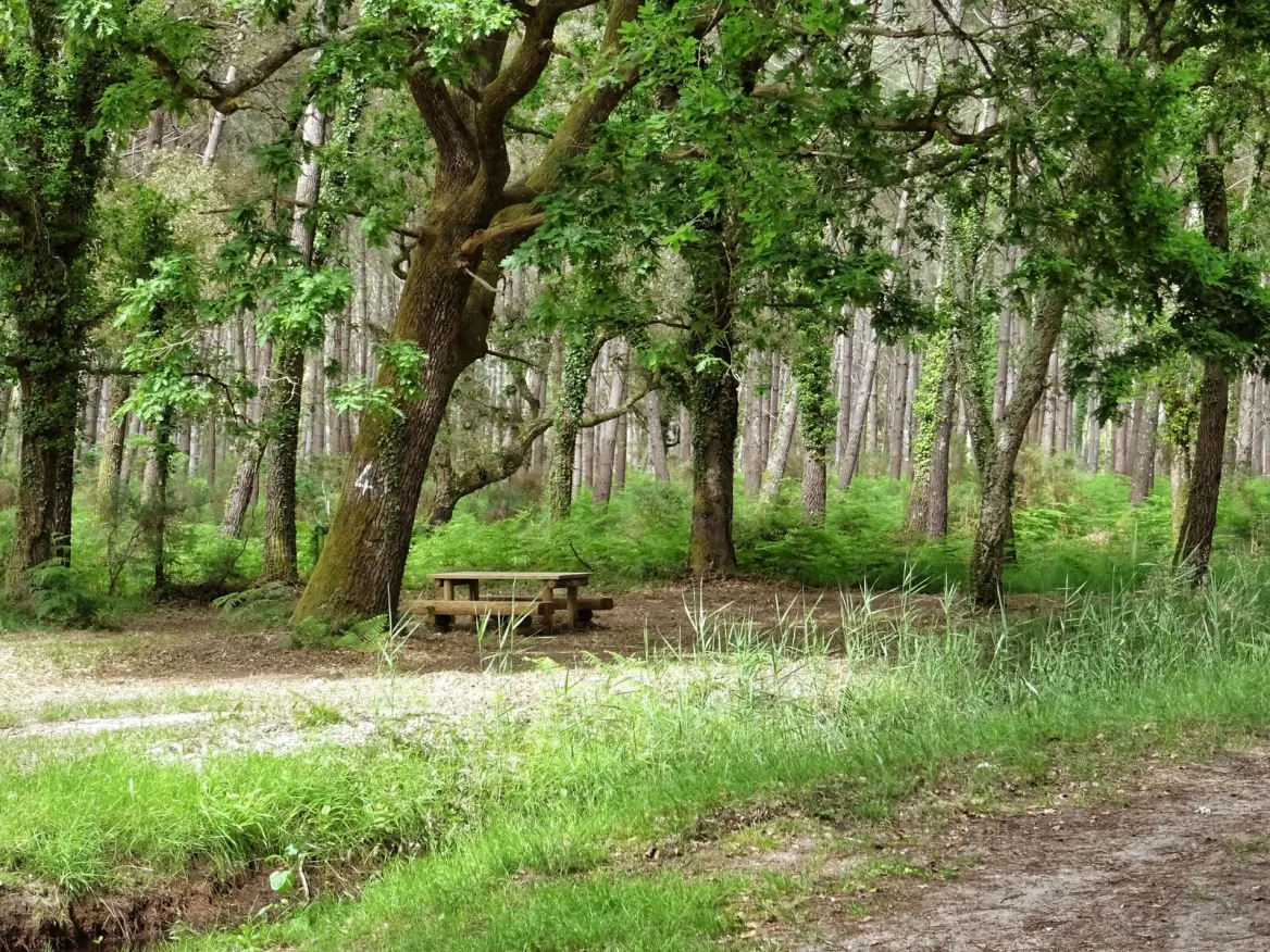 forêt landaise à vieux boucau les bains