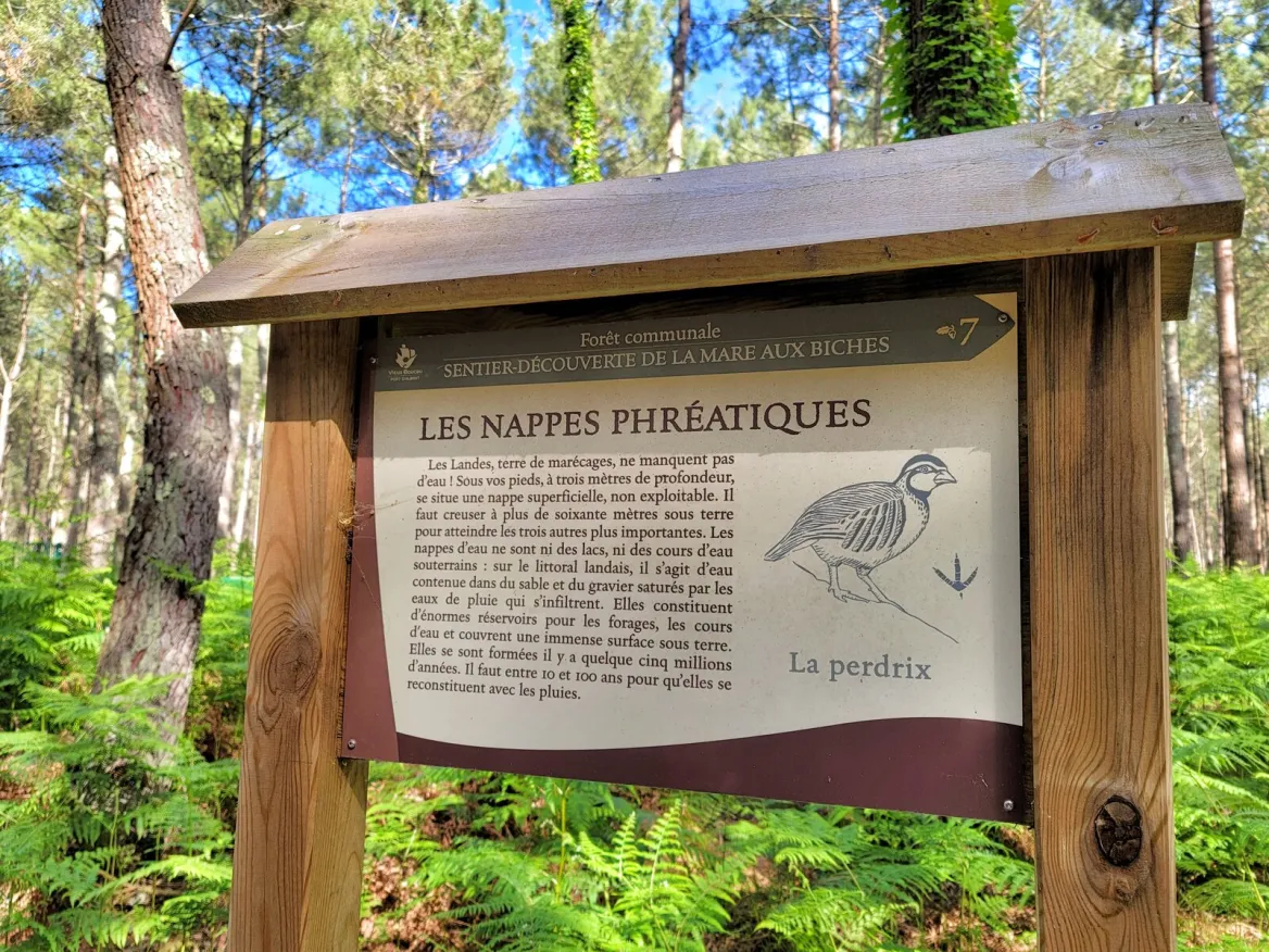 forêt landaise à vieux boucau les bains