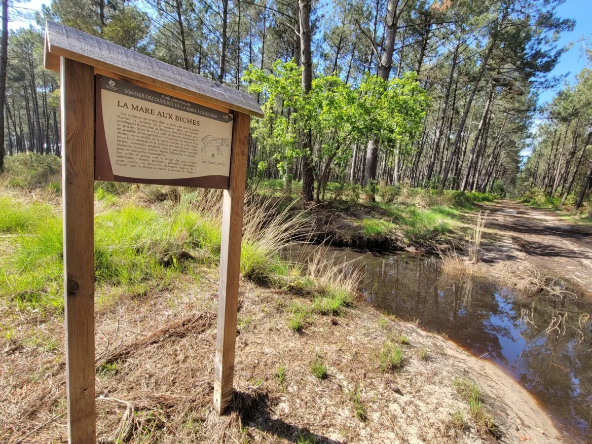 forêt landaise à vieux boucau les bains