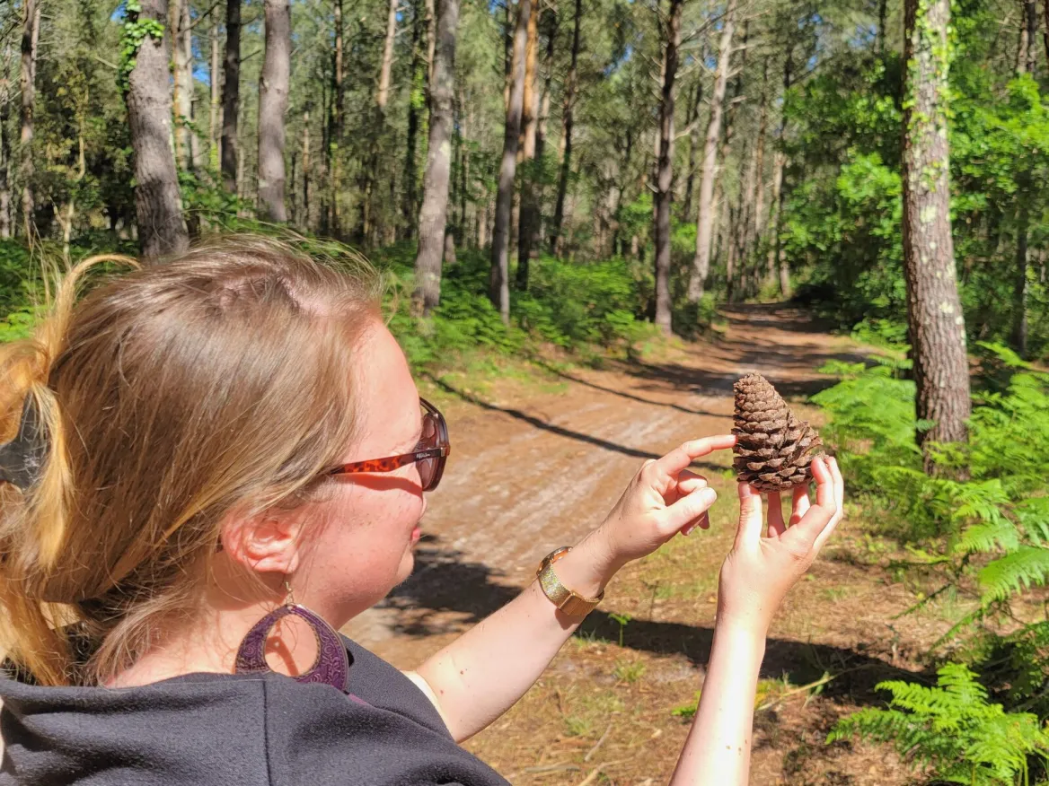 Landes forest in vieux boucau les bains