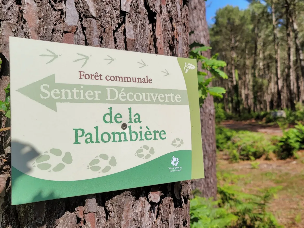 forêt landaise à vieux boucau les bains