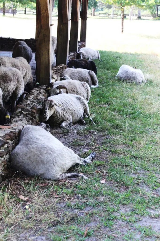 Lécomusée de Marquèze