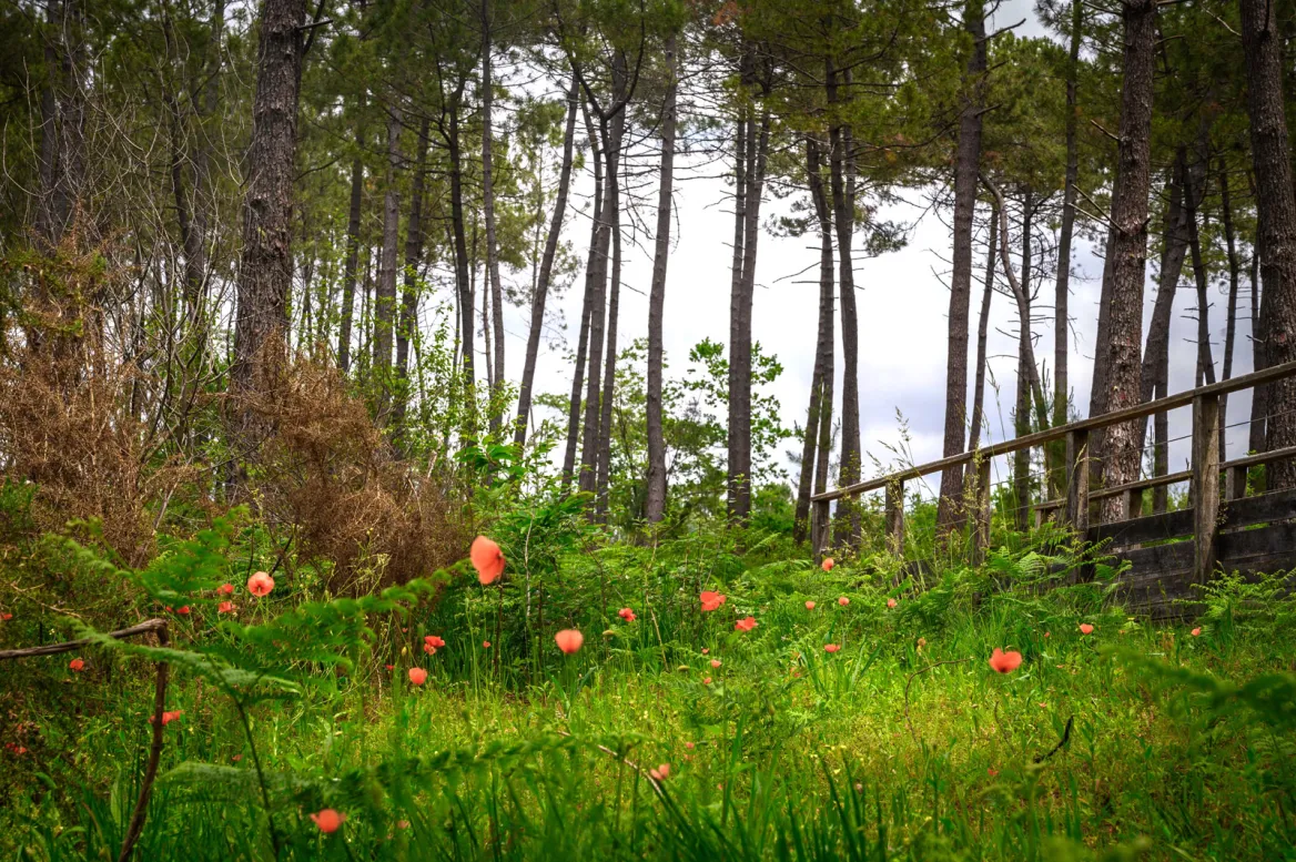 Tourbières de Mées