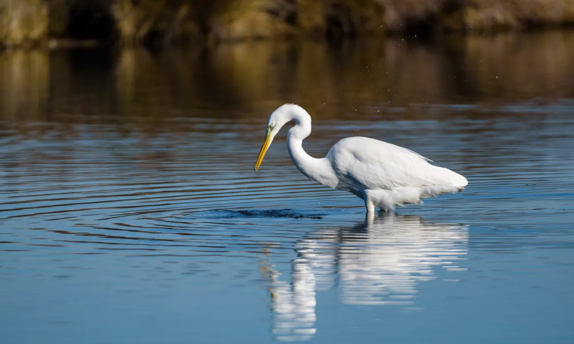 A Great Egret