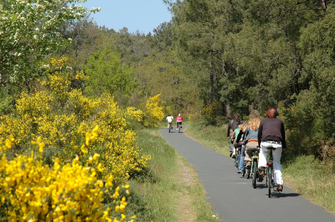 Cycling in the Landes