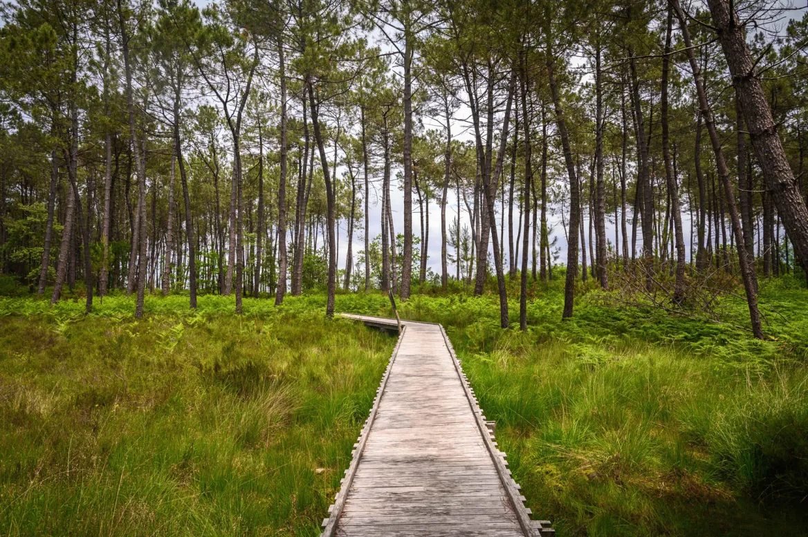 Mées peat bogs