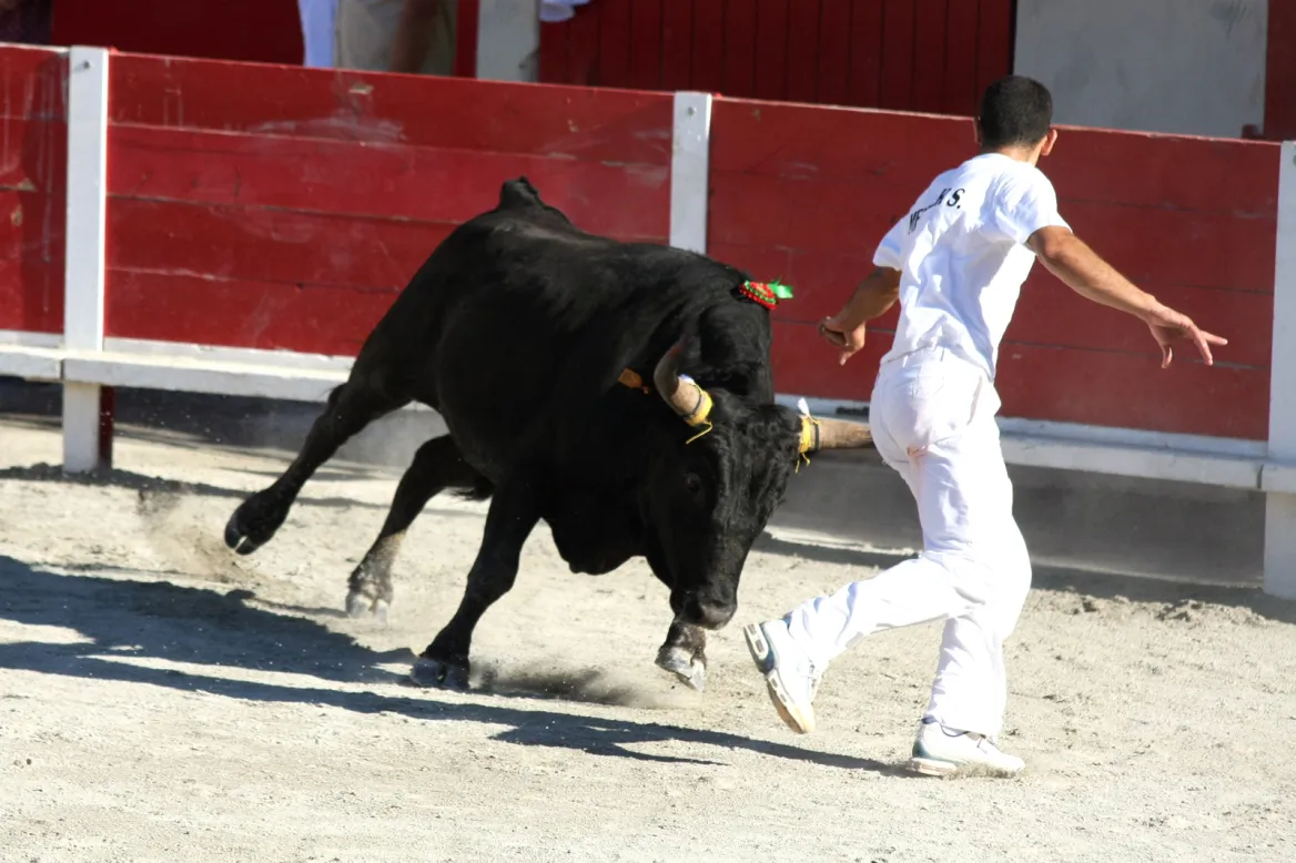 Landes race Photo: AdobeStock_-vigorin