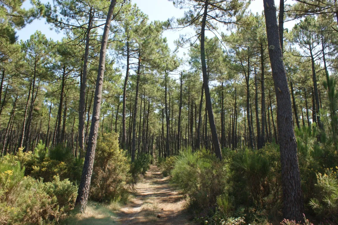 The Landes in 1 week
