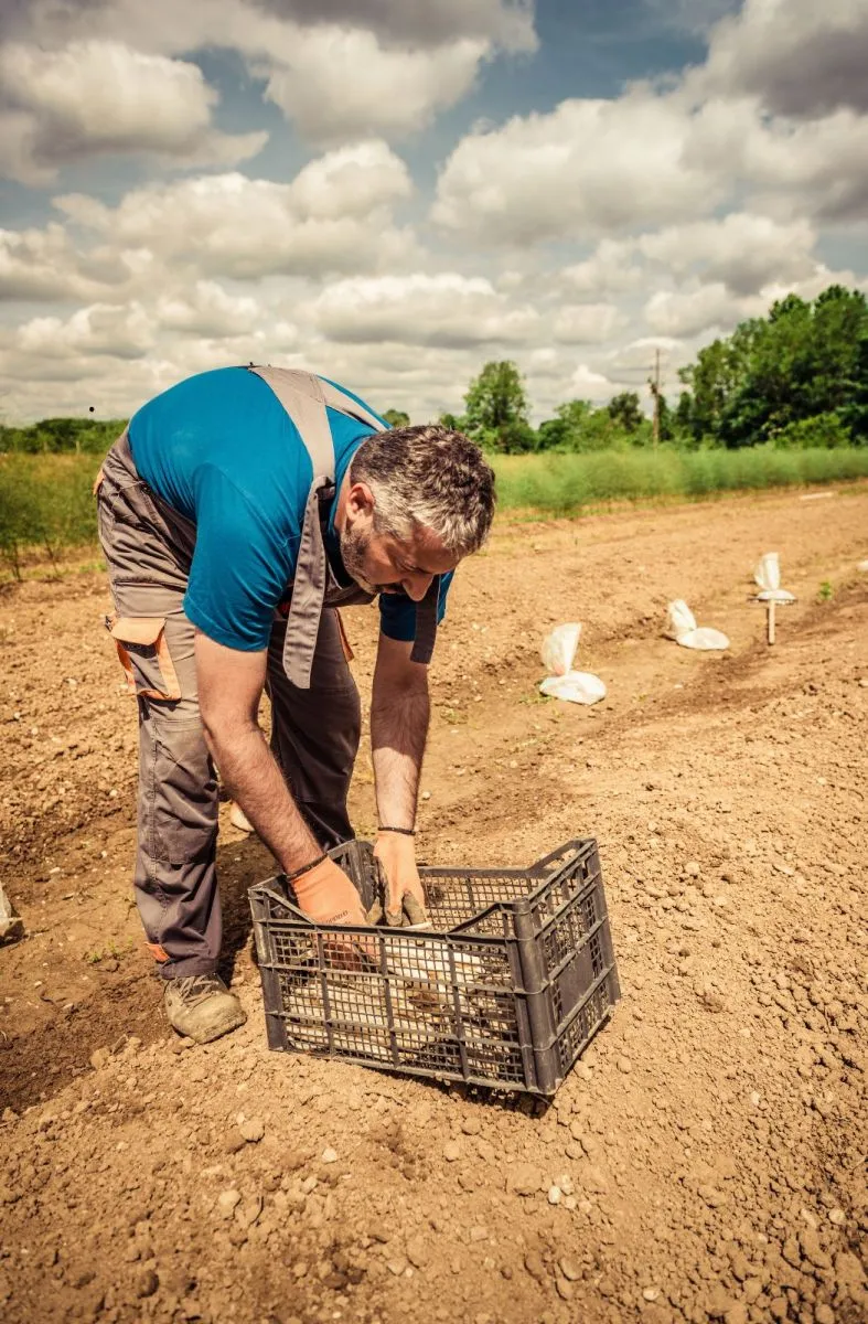 White asparagus from the sandy moors