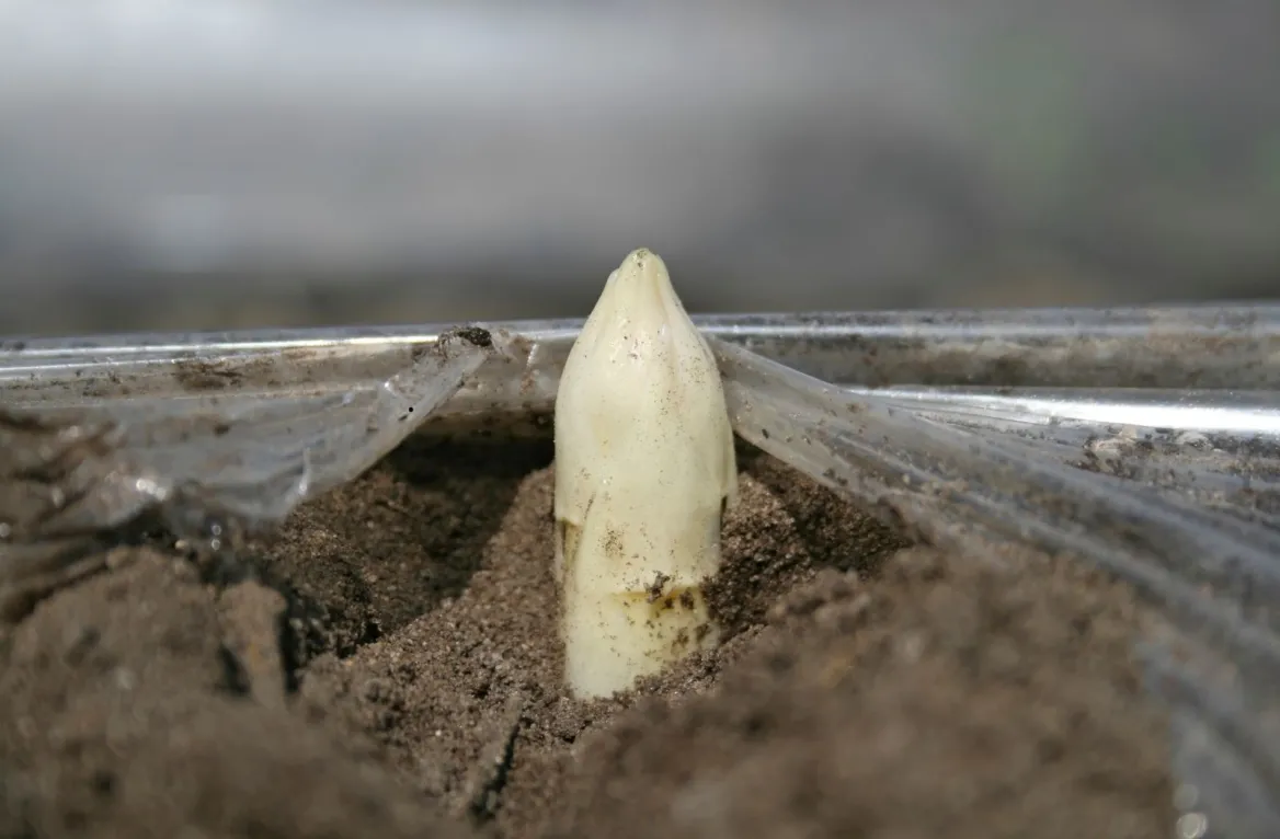 White asparagus from the sandy moors